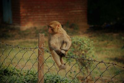 Monkey on chainlink fence