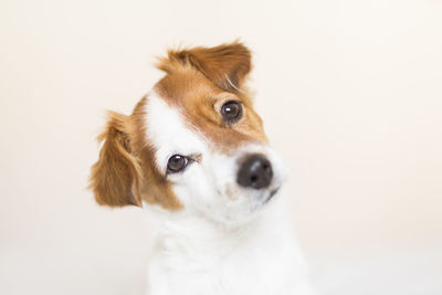 Close-up portrait of a dog over white background