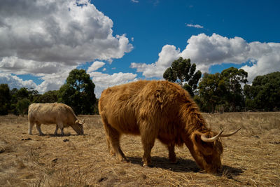 Cow standing on field against cloudy sky