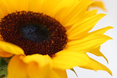 Close-up of sunflower