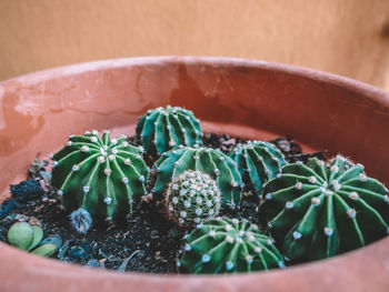 Close-up of succulent plant in pot