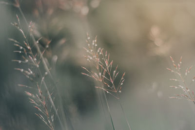 Close-up of plant growing on field