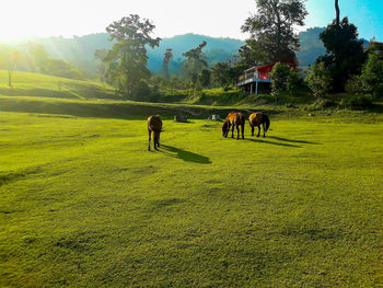 Horses in a field