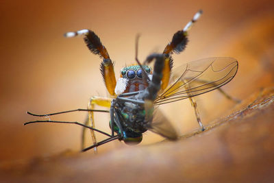 Close-up of insect on twig