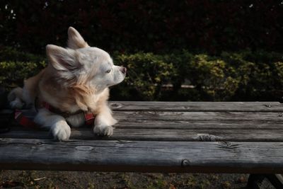 Dog sitting on bench in park