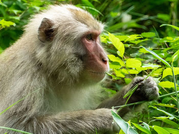 Close-up of monkey sitting