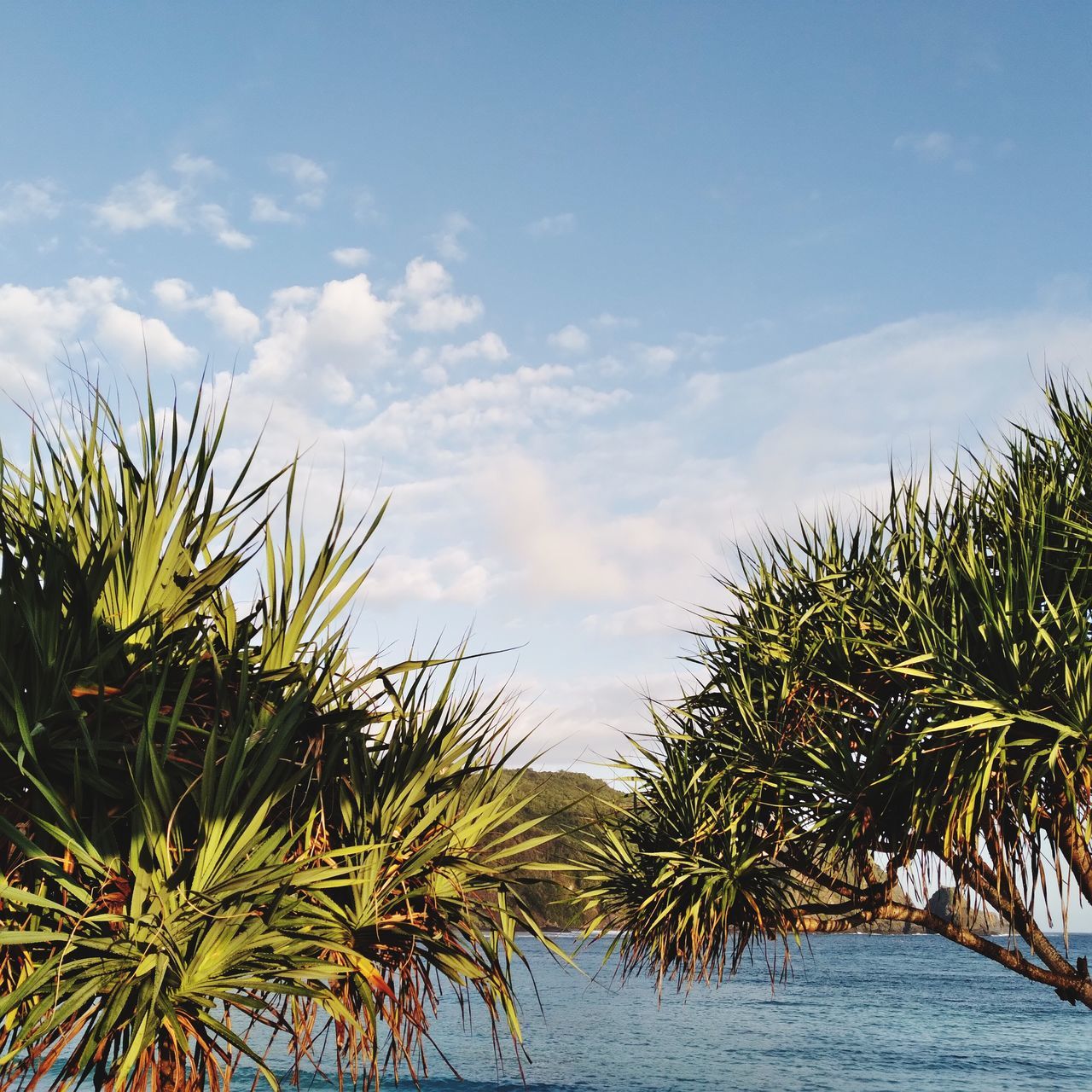 SCENIC VIEW OF PALM TREES BY SEA AGAINST SKY