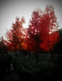 Scenic view of trees during autumn