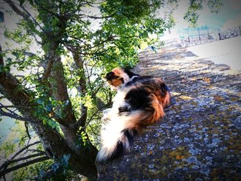 Dog looking away while standing on tree trunk