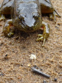 Close-up of lizard on sand