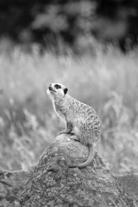 Meerkat sitting on rock against field