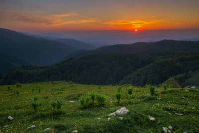 Scenic view of field against sky during sunset