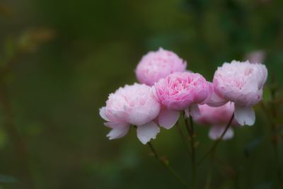 Close-up of pink flowers blooming outdoors