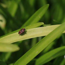 Close-up of insect on leaf