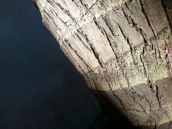 Close-up of lizard on rock