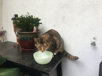 Cat looking at potted plant