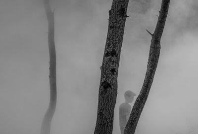 Low angle view of bamboo tree against sky