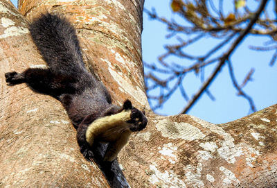 Low angle view of lizard on tree trunk