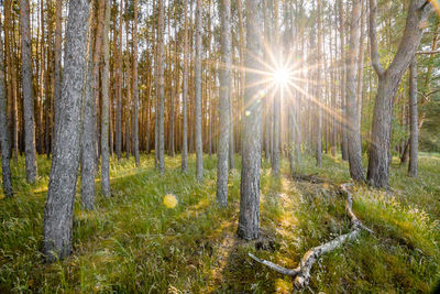 Sunlight streaming through trees in forest