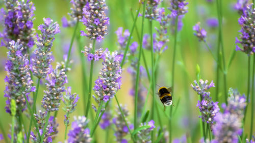 Close-up of bee pollinating on lavender