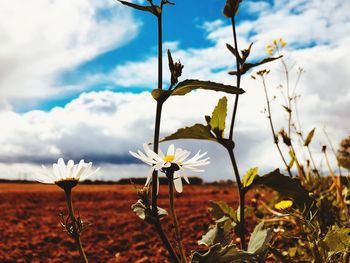 Close-up of flowering plants on land against sky