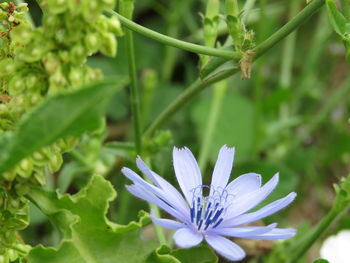 Close-up of purple flower with green leaves