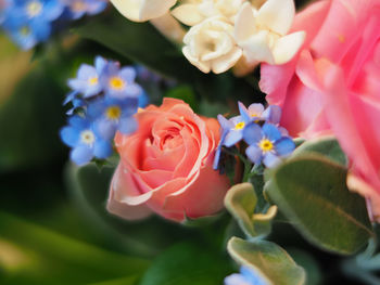 Close-up of pink rose