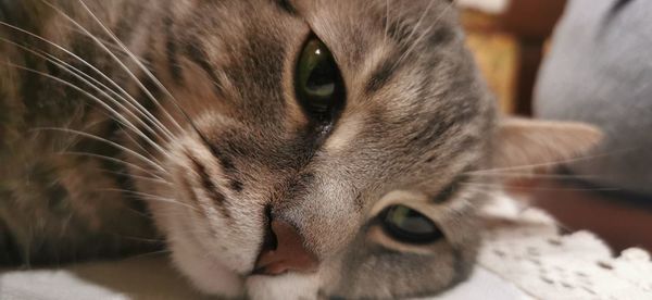 Close-up of cat