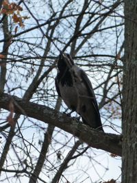 Low angle view of bird perching on branch
