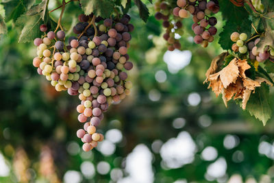 Close-up of grapes growing on tree