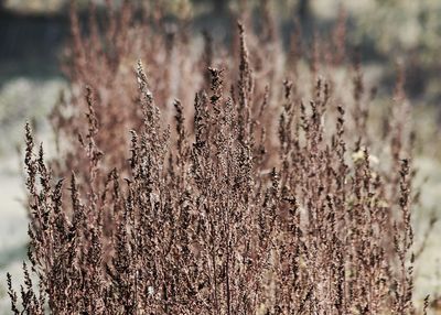 Close-up of plants