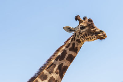 Low angle view of giraffe against clear sky