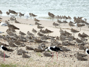 High angle view of seagulls on beach