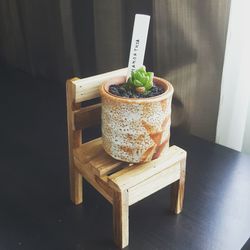 Potted haworthia on wooden chair