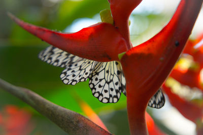 Close-up of red flower