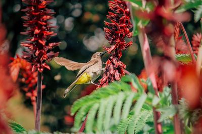 Close-up of bird pollinating red flowers