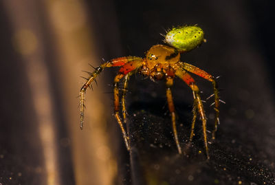 Colourful agressive spider