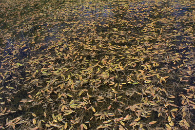 Full frame shot of leaves in lake