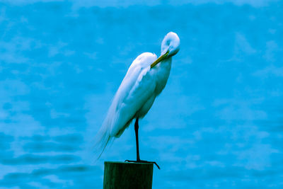 Close-up of bird perching on a blue water