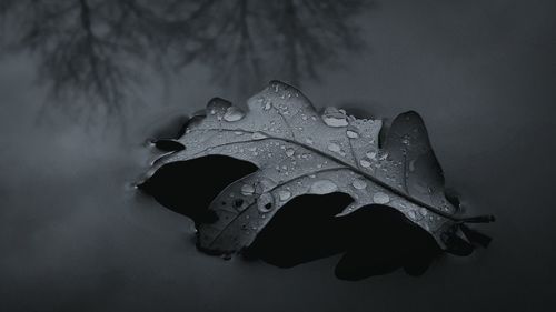 Close-up of raindrops on maple leaves