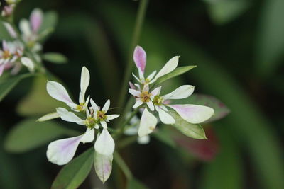 Close-up of white flowers
