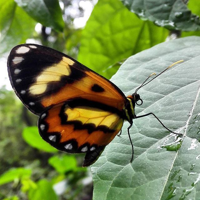 one animal, animal themes, insect, animals in the wild, wildlife, butterfly - insect, butterfly, leaf, close-up, animal antenna, animal markings, natural pattern, focus on foreground, nature, animal wing, perching, beauty in nature, plant, fragility, day