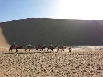 People riding camels at desert