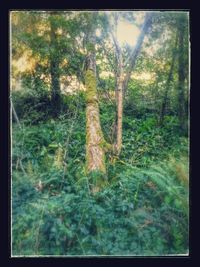 Close-up of trees in forest