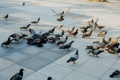 High angle view of pigeons on footpath