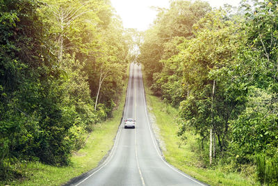 Road amidst trees