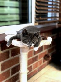 Portrait of cat relaxing outdoors