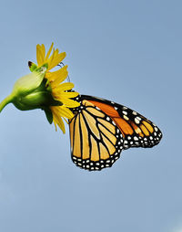 Close-up of butterfly pollinating flower