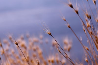 Close-up of wheat plants on field against sky