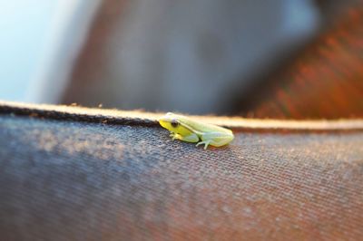 Close-up of insect on leaf